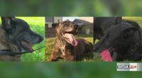New Illinois law designates funding for K-9 care after retirement
