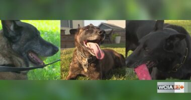 New Illinois law designates funding for K-9 care after retirement