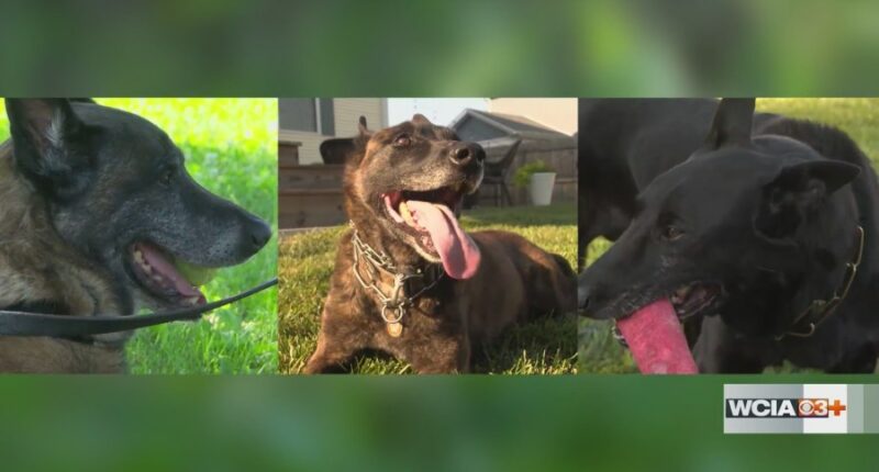 New Illinois law designates funding for K-9 care after retirement