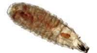 Photomicrograph of a secondary screwworm (Cochliomyia macellaria) larva wet mount. Commonly called a  maggot or flesh fly and a parasite of livestock. Magnification is 50 times.