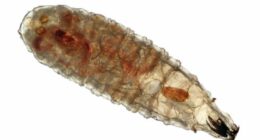 Photomicrograph of a secondary screwworm (Cochliomyia macellaria) larva wet mount. Commonly called a  maggot or flesh fly and a parasite of livestock. Magnification is 50 times.