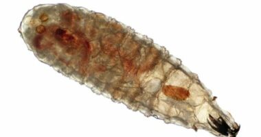 Photomicrograph of a secondary screwworm (Cochliomyia macellaria) larva wet mount. Commonly called a  maggot or flesh fly and a parasite of livestock. Magnification is 50 times.