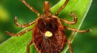 New law aims to improve public health in Illinois amid rise in tick-borne illness