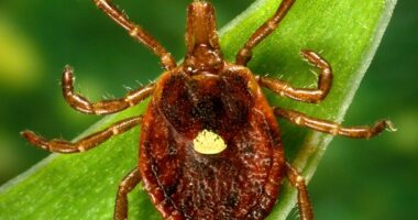 New law aims to improve public health in Illinois amid rise in tick-borne illness