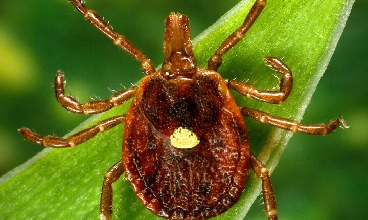 New law aims to improve public health in Illinois amid rise in tick-borne illness