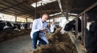 Group of veterinarians doctor checking health status of cattle at cows farm. Diary farm health control.