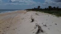 Northern Flagler County coastline to be reinforced with new dune project