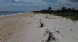 Northern Flagler County coastline to be reinforced with new dune project