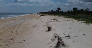 Northern Flagler County coastline to be reinforced with new dune project