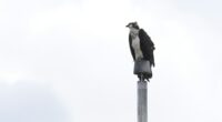 Ospreys nesting on stadium light pole disrupts Minnesota high school's fall sports season
