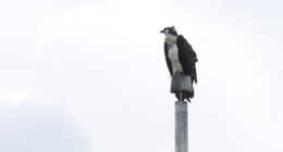 Ospreys nesting on stadium light pole disrupts Minnesota high school's fall sports season