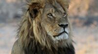Outcry after trophy hunter kills Zimbabwe lion involved in research project