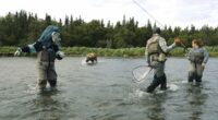 PETA's bizarre response after Kraken team mascot was chased by bear