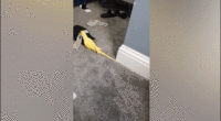 Parrot helps law enforcement uncover drug trafficking ring, leading to major bust