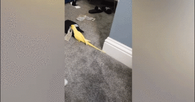 Parrot helps law enforcement uncover drug trafficking ring, leading to major bust