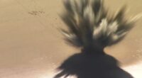 Police explode dangerous device found on Sunshine Coast beach