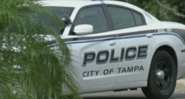 Police search for person involved in Dale Mabry hit-and-run