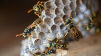 Radiation panic at US nuke bomb plant as more toxic wasp nests found