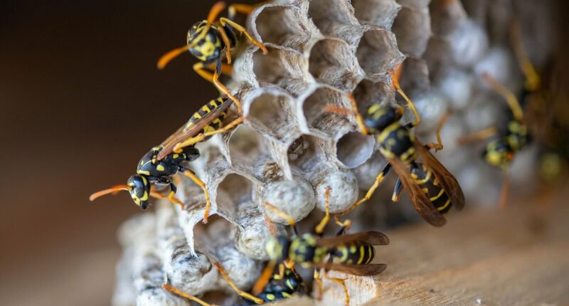 Radiation panic at US nuke bomb plant as more toxic wasp nests found