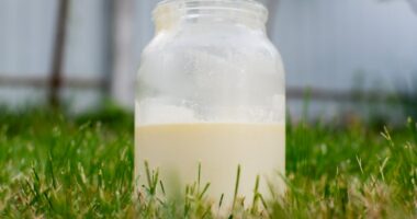 Raw milk tied to over 21 illness cases, 7 hospitalizations in Florida