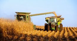 Record corn harvest: Why farmers aren't celebrating