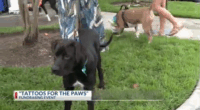 Renegade hosts Tattoo for the Paws fundraiser