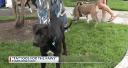 Renegade hosts Tattoo for the Paws fundraiser