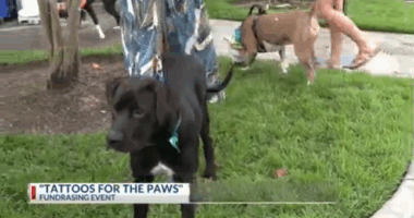 Renegade hosts Tattoo for the Paws fundraiser