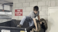 Reptile hunter climbs into apartment building dumpster to remove 16-foot python in Los Angeles