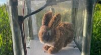 Robot rabbits the latest tool in Florida battle to control invasive Burmese pythons in Everglades