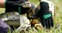 Robot rabbits the latest tool in Florida battle to control invasive Burmese pythons in Everglades