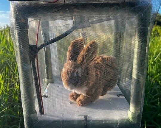 Robot rabbits the latest tool in Florida battle to control invasive Burmese pythons in Everglades