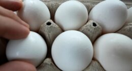 Salmonella outbreak linked to recalled eggs; 95 sick since January
