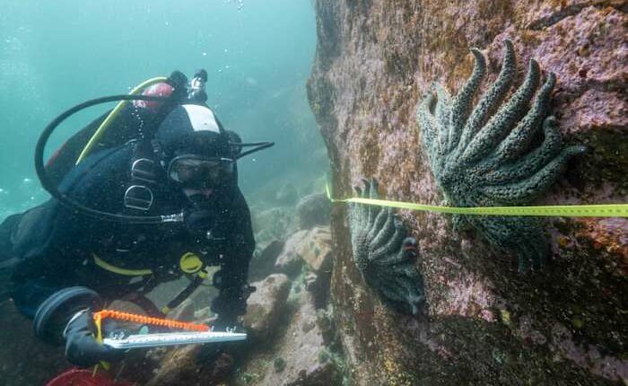 Scientists say they have solved the mystery of what killed more than 5 billion sea stars