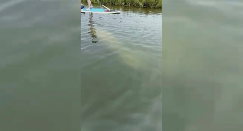 Scientists standing by to rescue rare manatee sighted in cold New England waters