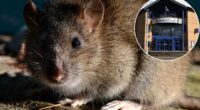 Scots police forced to spend £500k...getting rid of RATS!