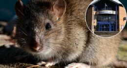 Scots police forced to spend £500k...getting rid of RATS!