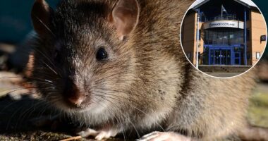 Scots police forced to spend £500k...getting rid of RATS!