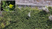 Seaside locals warn that Japanese knotweed 'could devalue property'