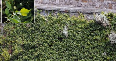 Seaside locals warn that Japanese knotweed 'could devalue property'