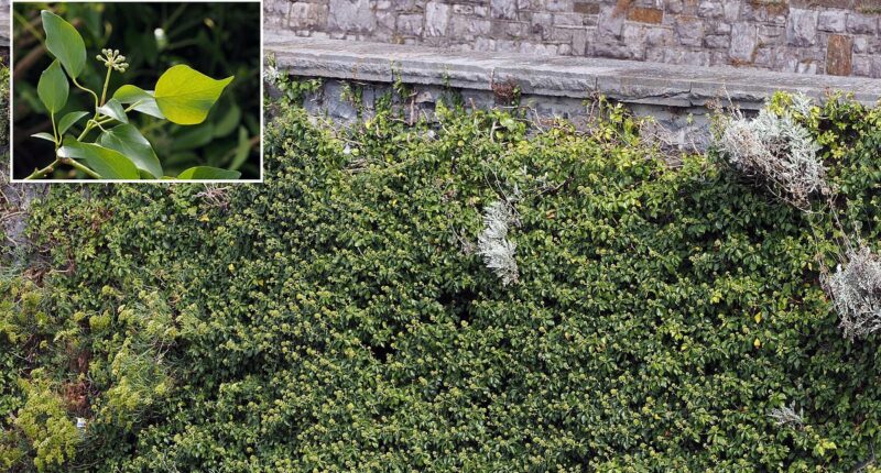 Seaside locals warn that Japanese knotweed 'could devalue property'
