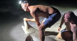 Shark BITES Florida man who pulled predator from ocean