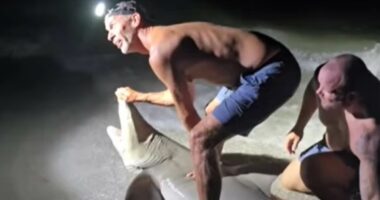 Shark BITES Florida man who pulled predator from ocean
