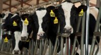 Six dead in dairy accident in rural Colorado plains area
