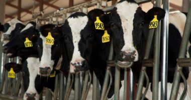 Six dead in dairy accident in rural Colorado plains area