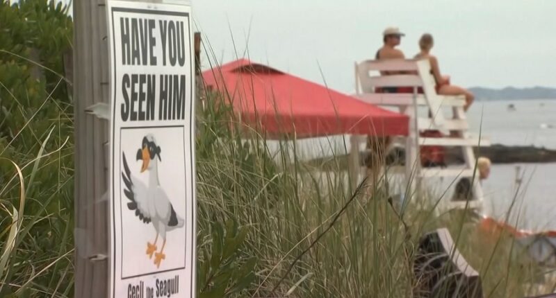 Sneaky seagull stealing snacks by the seashore in Connecticut
