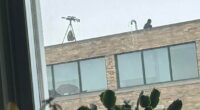 Sniper rifle falls off roof during Buffalo's St. Patrick's Day parade