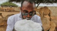 Somalia's camel milk revolution is improving nutrition and creating jobs
