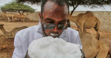Somalia's camel milk revolution is improving nutrition and creating jobs