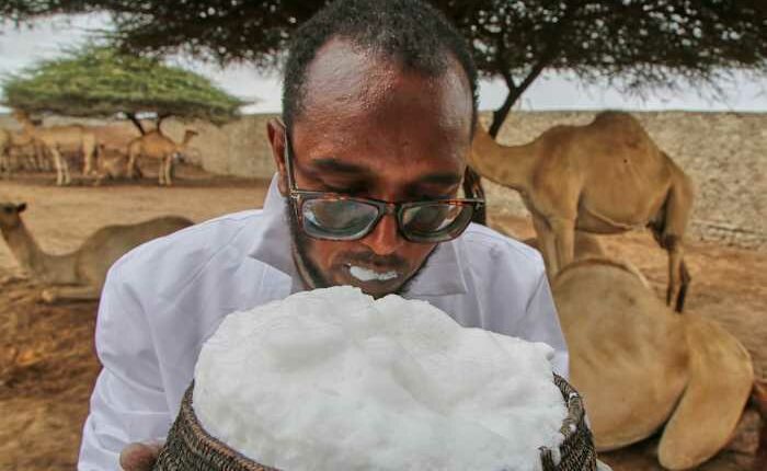 Somalia's camel milk revolution is improving nutrition and creating jobs